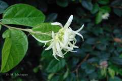 Loropetalum chinense